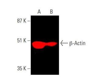 beta actin antibody|beta Actin Antibody (C4) .
